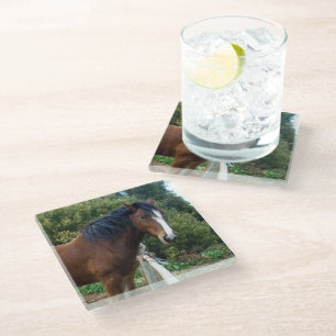 Big Brown Clydesdale Horse, Glass Coaster