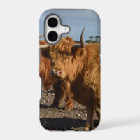 Big Brown Highland Cows,