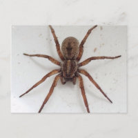 big brown scarygothic looking spider