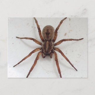 big brown scarygothic looking spider postcard
