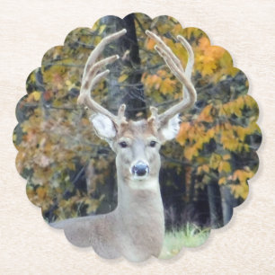 Big Buck Antlers Coaster