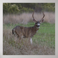 Big Buck Four-Pointer