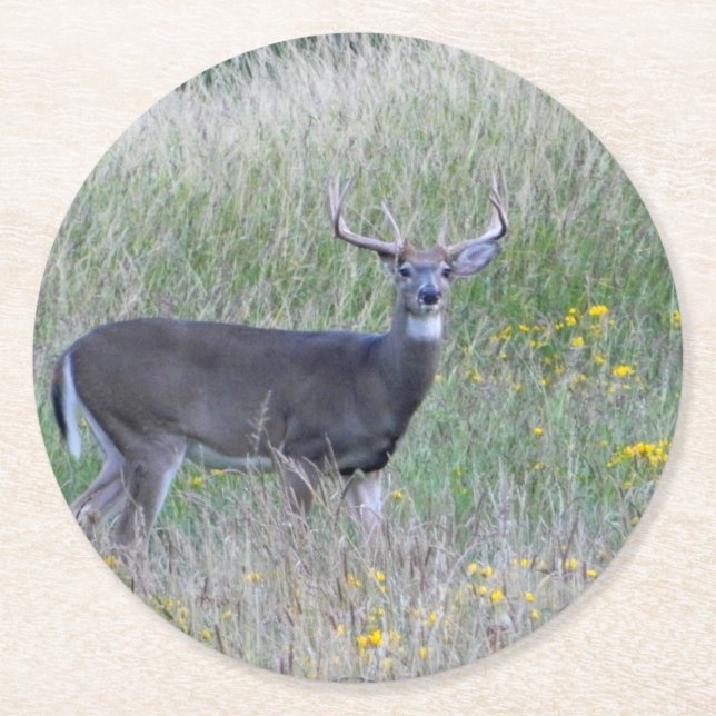 Big Buck (Summer) Paper Coaster (Front)