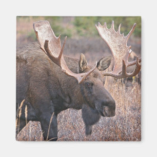 Big Bull Moose Magnet