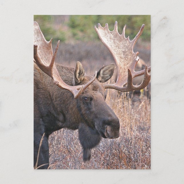 Big Bull Moose Postcard (Front)