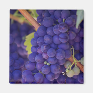 Big Bunch of Juicy Purple Grapes Magnet