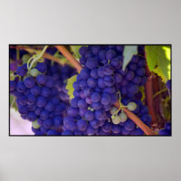 Big Bunch of Juicy Purple Grapes