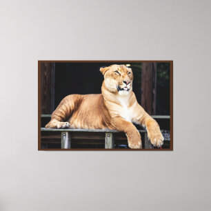 Big Cat Canvas Print
