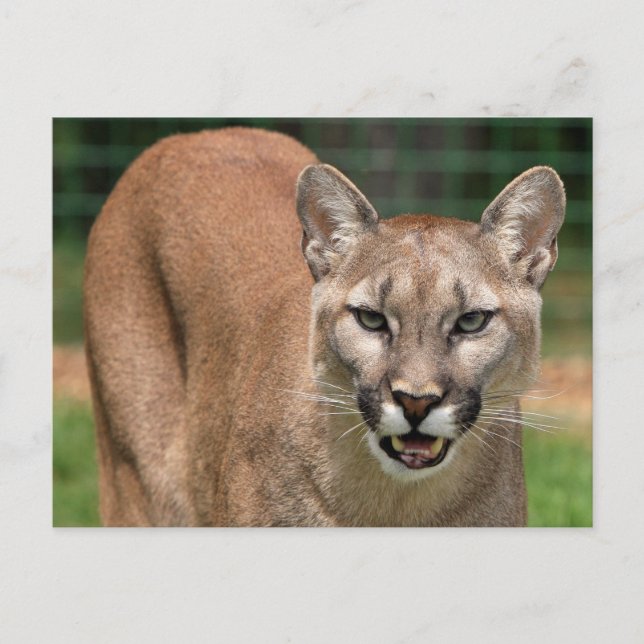 Big Cat Cougar (Puma Concolor)  Postcard (Front)