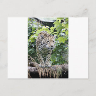 Big Cat Jaguar Postcard