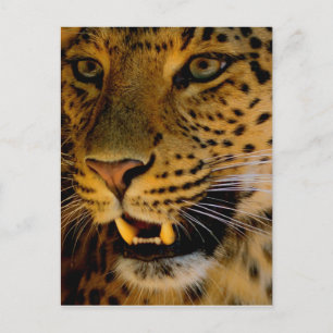 Big Cat Macro Postcard