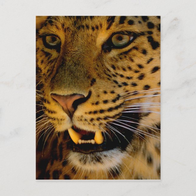 Big Cat Macro Postcard (Front)