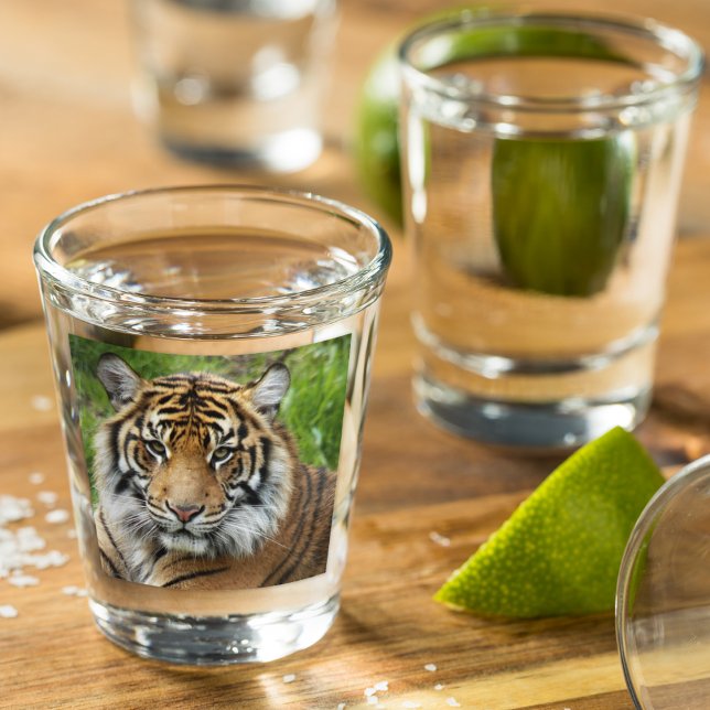 Big Cat Sumatran Tiger Photo Shot Glass (In Situ)