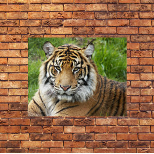 Big Cat Sumatran Tiger Photographic Acrylic Print