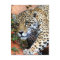 Big Cats - 10