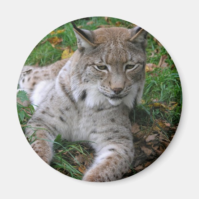 Big Cats - 11 Magnet (Front)