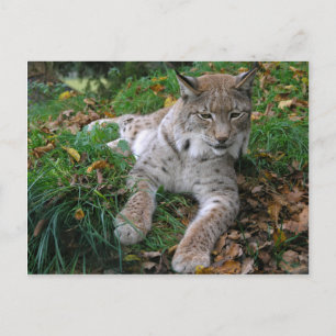 Big Cats - 11 Postcard
