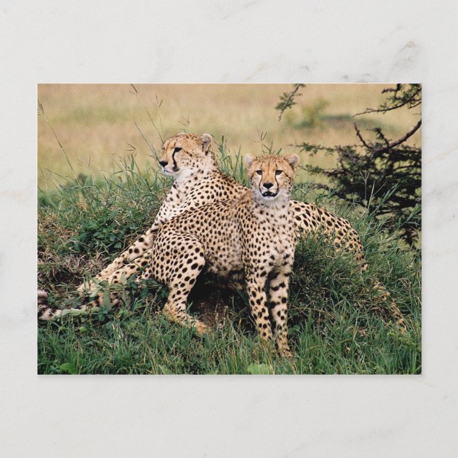 Big Cats - 13 Postcard (Front)