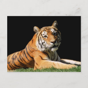 Big Cats - 1 Postcard