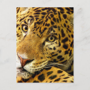Big Cats - 3 Postcard