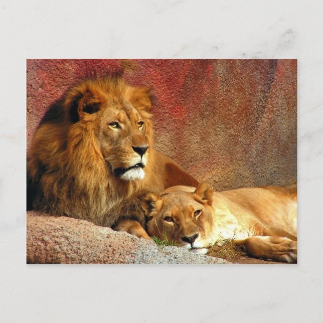 Big Cats - 6 Postcard (Front)