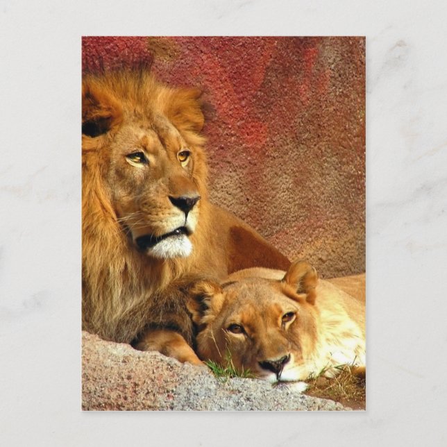 Big Cats - 6 Postcard (Front)