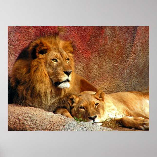 Big Cats - 6 Poster (Front)