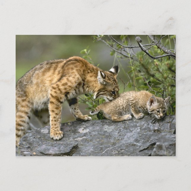 Big Cats - 9 Postcard (Front)