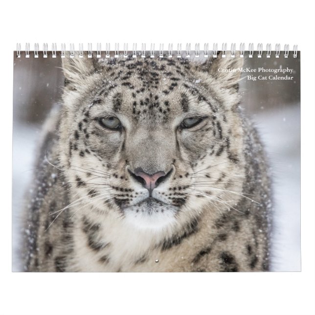 Big Cats Calendar (Cover)