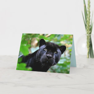 Big Cats Set - 4 Card