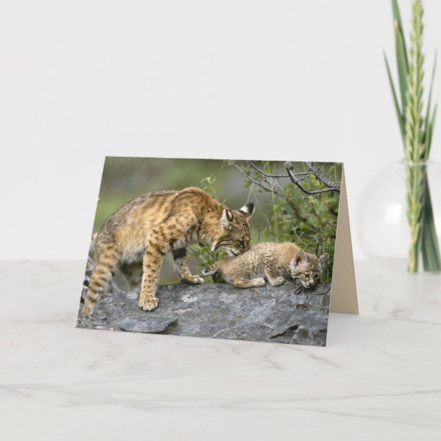Big Cats Set - 9 Card (Front)