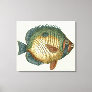 Big Colourful Fish Canvas Print