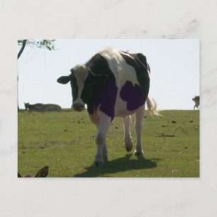 Big Cow Postcard
