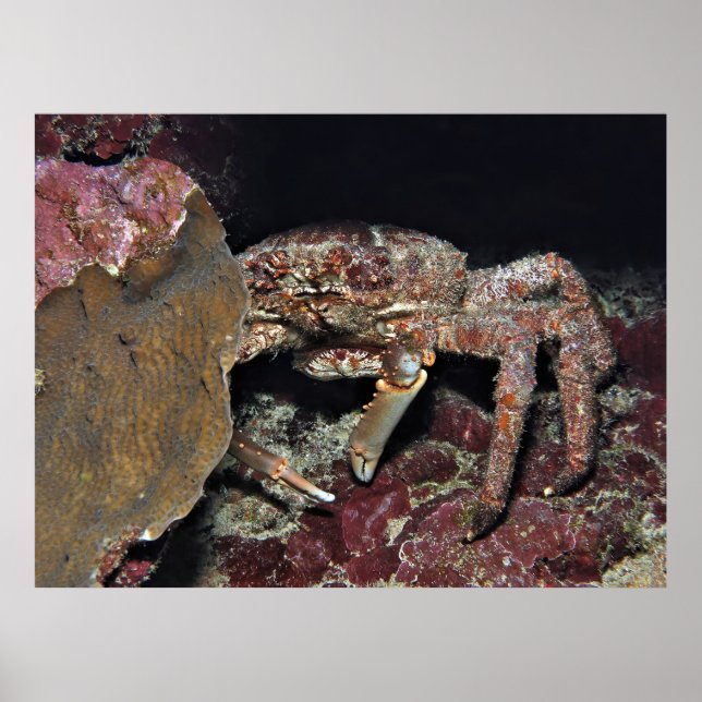 Big Crab Poster (Front)