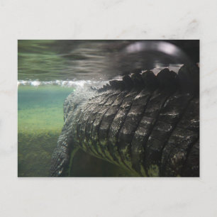 Big Crocodile Postcard