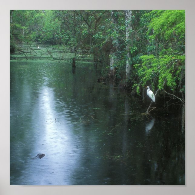 Big Cypress National Preserve Spring Rain Poster (Front)