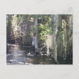 Big Cypress Postcard