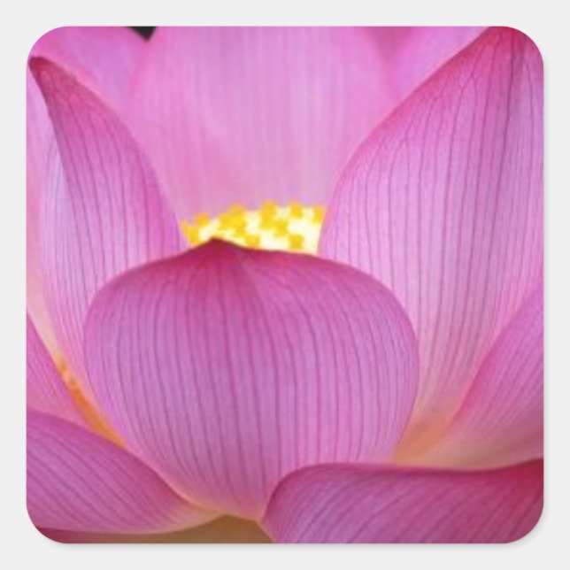 Big dark pink Lotus Flower photo.jpg Square Sticker (Front)
