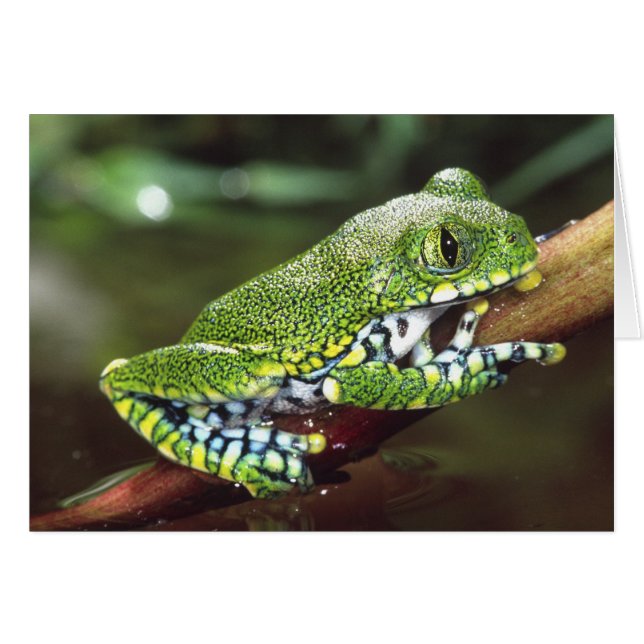 Big Eye Treefrog, Leptopelis vermiculatus, (Front Horizontal)