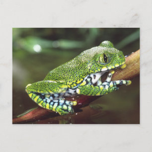 Big Eye Treefrog, Leptopelis vermiculatus, Postcard