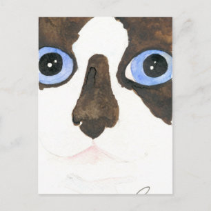 Big Eyed Snowshoe cat Postcard