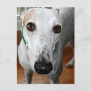 Big Face Greyhound Postcard