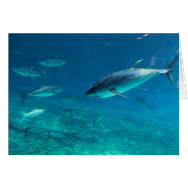 Big Fish (Front Horizontal)