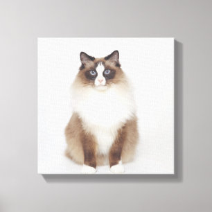 Big Furry Cat Canvas Print