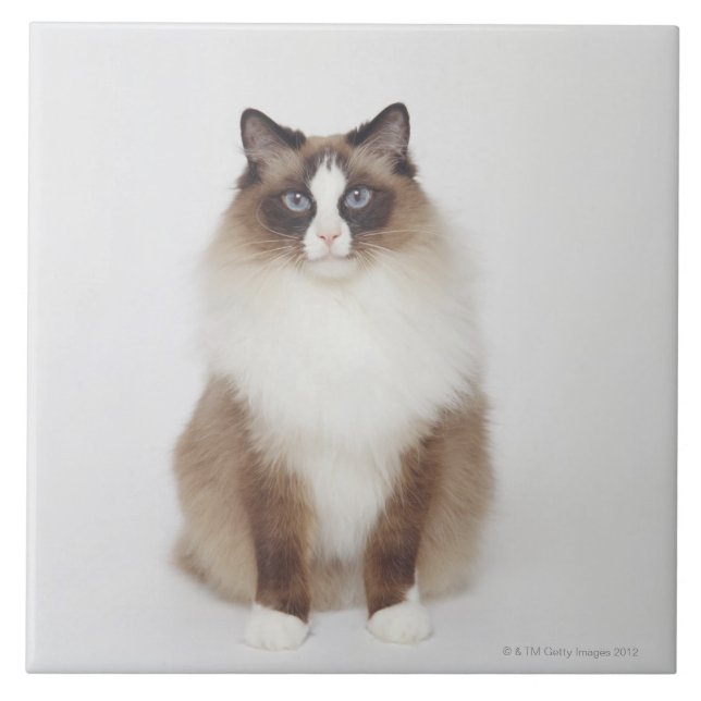 Big Furry Cat Tile (Front)