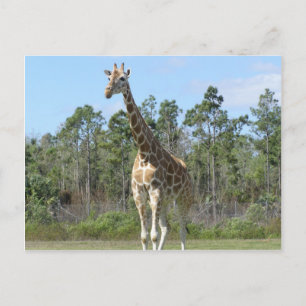 Big Giraffe At Zoo Postcard