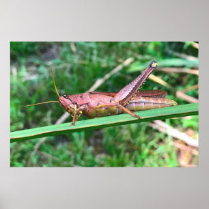 Big Grasshopper Poster