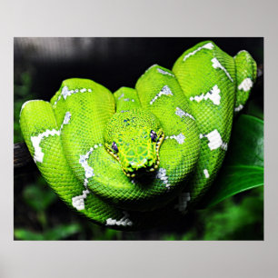 Big green boa snake canvas poster