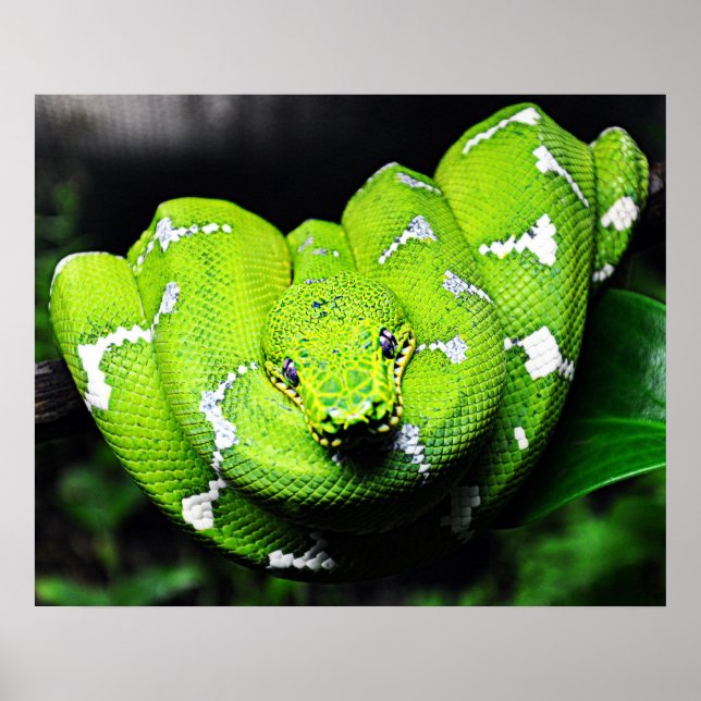 Big green boa snake poster (Front)