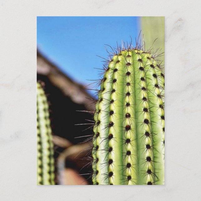 Big Green Cactus Postcard (Front)